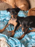 Miniature Pinscher Puppies for sale in Charlotte, North Carolina. price: $800