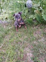 Miniature Pinscher Puppies for sale in Lebanon, PA, USA. price: $500