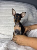 Miniature pinscher puppies