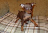 Miniature Pinscher Puppies for sale in Sahuarita, AZ, USA. price: $500