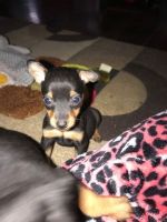 Miniature Pinscher Puppies for sale in Ellwood City, PA 16117, USA. price: $500