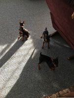 Miniature Pinscher Puppies for sale in Dallas, TX, USA. price: $600