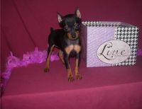 Miniature Pinscher Puppies for sale in Knoxville, TN, USA. price: $500