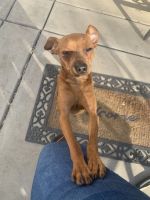 Miniature Pinscher Puppies for sale in Vacaville, CA, USA. price: $1,000