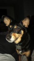 Miniature Pinscher Puppies for sale in Hector, MN 55342, USA. price: $200