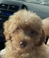 Miniature Poodle Puppies for sale in Miami, FL, USA. price: $1,500
