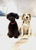 Miniature Poodle Puppies for sale in Los Angeles, CA 90036, USA. price: $1,500