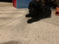 Miniature Poodle Puppies for sale in 2314 Corta St, Austin, TX 78702, USA. price: $300