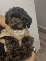 Miniature Poodle Puppies for sale in Spring, TX 77373, USA. price: $900