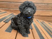 Miniature Poodle Puppies for sale in Zanesville, OH 43701, USA. price: $2,100