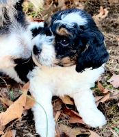 Miniature Poodle Puppies for sale in Washington, DC, USA. price: $2,000