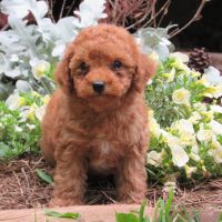 Miniature Poodle Puppies for sale in Centerville, TN, USA. price: $499