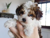 Miniature Poodle Puppies for sale in Unionville, MO 63565, USA. price: $500