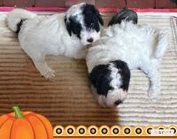 Miniature Poodle Puppies for sale in Zumbrota, MN 55992, USA. price: $350
