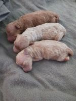 Miniature Poodle Puppies Photos
