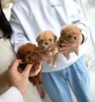 Miniature Poodle Puppies for sale in Abbeville, Alabama. price: $1,500