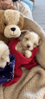 Miniature Poodle Puppies for sale in Irvine, California. price: $700
