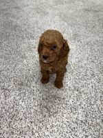 Miniature Poodle Puppies for sale in Roseville, CA, USA. price: $1,300