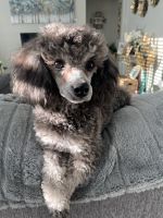 Miniature Poodle Puppies for sale in Pahrump, NV, USA. price: $20,000