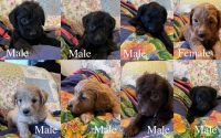 Miniature Poodle Puppies for sale in Roanoke, Alabama. price: $1,000