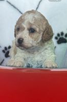 Miniature Poodle Puppies for sale in Russellville, Arkansas. price: $1,000