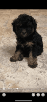 Miniature Poodle Puppies for sale in Freeport, Texas. price: $1,400