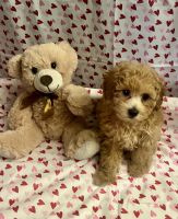 Miniature Poodle Puppies for sale in Temecula, California. price: $2,200