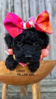 Miniature Poodle Puppies for sale in Selma, NC, USA. price: $1,300
