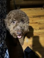 Miniature Poodle Puppies for sale in New York City, New York. price: $1,500