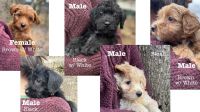 Miniature Poodle Puppies for sale in Atlanta, Georgia. price: $800