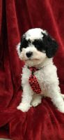 Miniature Poodle Puppies for sale in Temple, Texas. price: NA