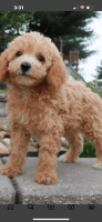 Miniature Poodle Puppies for sale in Rockville, Maryland. price: $2,500