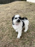 Miniature Poodle Puppies for sale in Columbia, South Carolina. price: $1,400