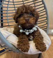Miniature Poodle Puppies for sale in Clifton, New Jersey. price: $1,600