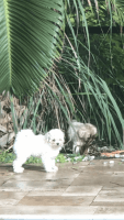 Miniature Poodle Puppies for sale in West Melbourne, Florida. price: $900
