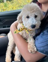 Miniature Poodle Puppies for sale in Gilroy, California. price: $2,500
