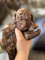 Miniature Poodle Puppies for sale in Spartanburg, South Carolina. price: $1,500