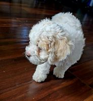 Miniature Poodle Puppies for sale in Chula Vista, CA, USA. price: $795