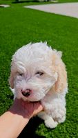 Miniature Poodle Puppies for sale in Chula Vista, California. price: $795