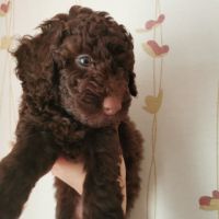 Miniature Poodle Puppies for sale in Epping, New South Wales. price: $1,750