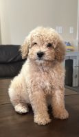 Miniature Poodle Puppies for sale in Kennewick, Washington. price: NA
