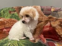Miniature Poodle Puppies for sale in West Haven, Connecticut. price: $1,800