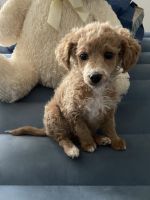 Miniature Poodle Puppies for sale in Dayton, Ohio. price: $325