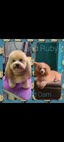 Miniature Poodle Puppies for sale in Wyoming, MI, USA. price: $900