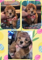 Miniature Poodle Puppies for sale in Wyoming, MI, USA. price: $1,200