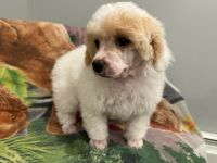Miniature Poodle Puppies for sale in West Haven, Connecticut. price: $2,000