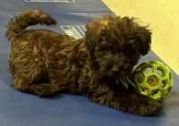 Miniature Poodle Puppies for sale in Buffalo, NY, USA. price: $1,000