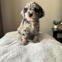 Miniature Poodle Puppies for sale in The Woodlands, Texas. price: $1,300