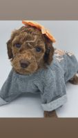 Miniature Poodle Puppies for sale in Southampton Township, NJ 08088, USA. price: $2,000