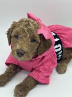 Miniature Poodle Puppies for sale in Southampton Township, NJ 08088, USA. price: $2,000